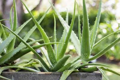 savon aloe vera Aloe Vera Bathing Bar – Le Savon main image 1