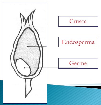 crusca e indice glicemico