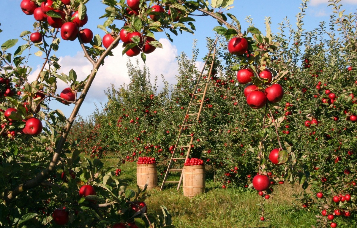 frutta proprietà dieta