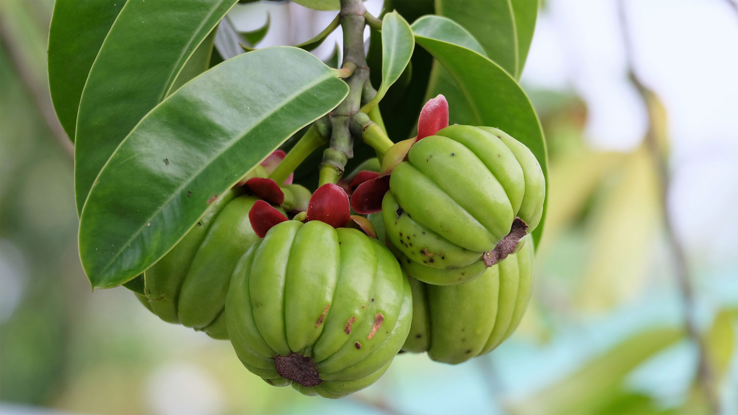 Garcinia Cambogia funziona per dimagrire